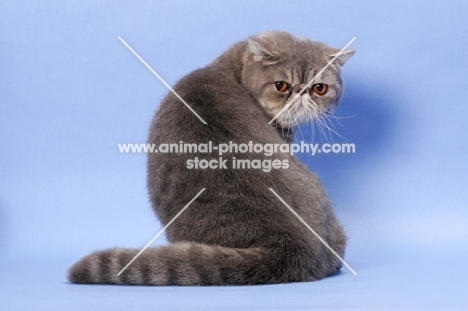 male Blue Spotted Tabby Exotic Shorthair, back view
