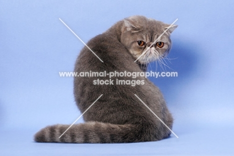 male Blue Spotted Tabby Exotic Shorthair, back view