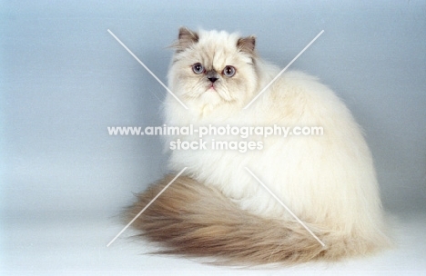 fluffy blue cream colourpoint cat. (Aka: Persian or Himalayan)
