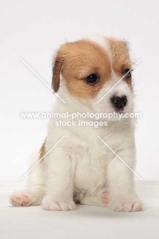 rough coated Jack Russell puppy, sitting down