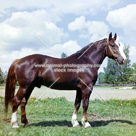 Latvian horse