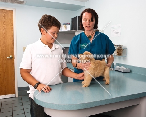 Golden Retriever puppy at the vets