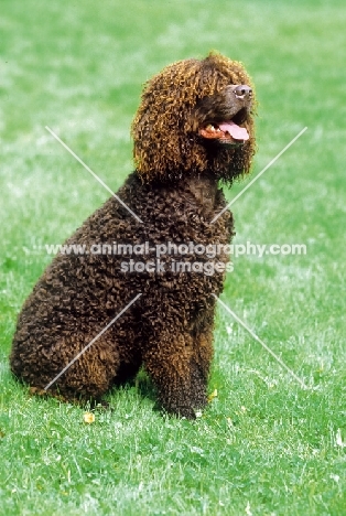 Irish Water Spaniel sitting on grass