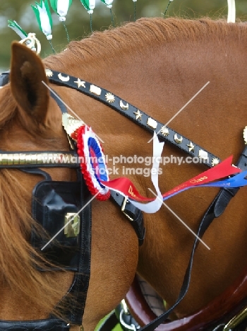 Suffolk Punch with blinkers and rosette