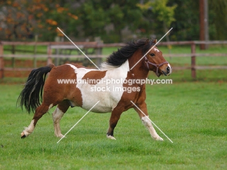 Skewbald horse running