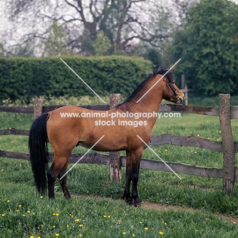 caspian Pony, Moroun looking over fence