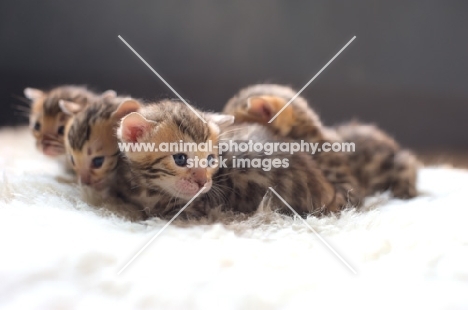 group of bengal kittens
