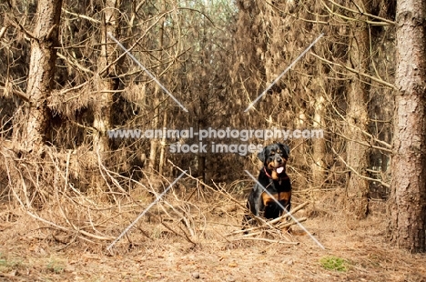 Rottweiler posing in the woods with goofy expression