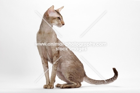 Oriental Shorthair full body, Chocolate Silver Ticked Tabby, looking aside