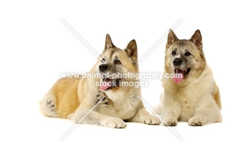 Large Akita dog lying isolated on a white background