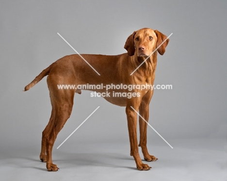 Hungarian Vizsla standing in studio