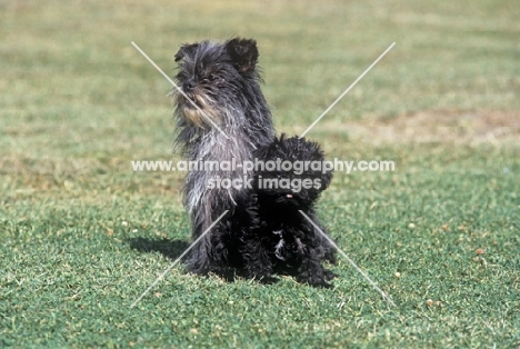 tonsarne naughty nellie, affenpinscher with her puppy