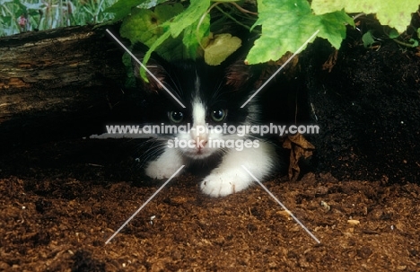 Household Kitten hiding under leaves