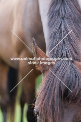 appaloosa looking down