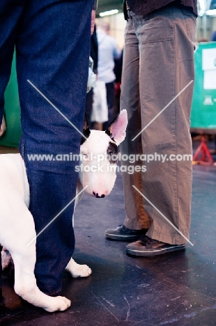 EBT Puppy standing inbetween owner's legs at Crufts 2012