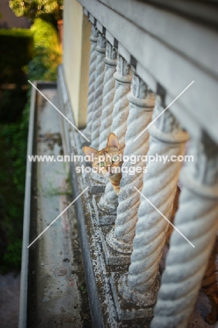 curious bengal cat looking out of a balcony