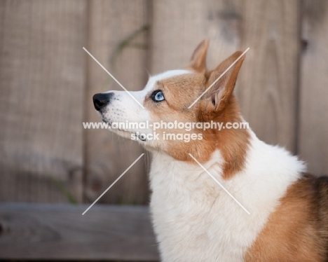Tricolor Pembroke Corgi standing by wooden fence, looking up.