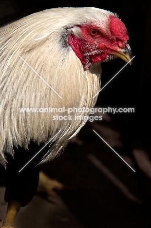 Twente Fowl (aka Twents hoen), cockerel