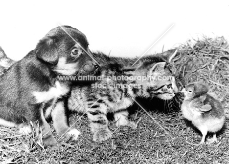 puppy and kitten looking at chick