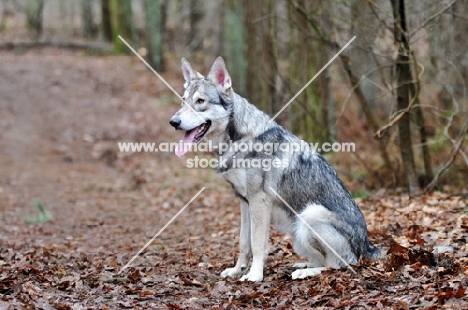 Saarloos Wolfhound