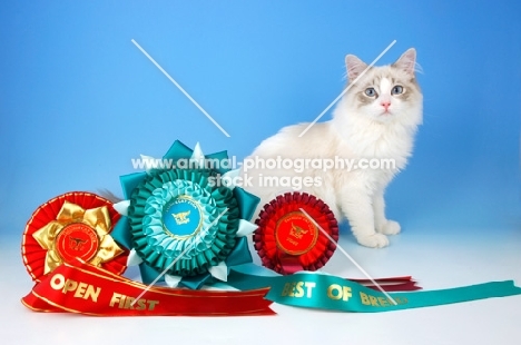 blue bi-colour ragdoll kitten with rosettes