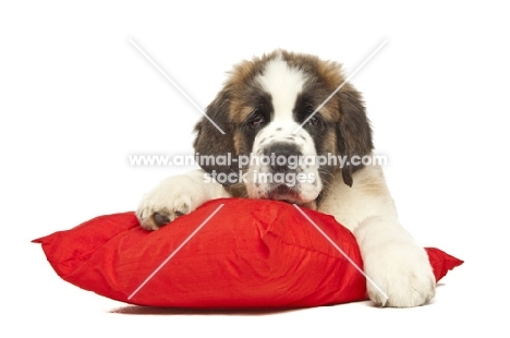 tired looking Saint Bernard puppy on red cushion
