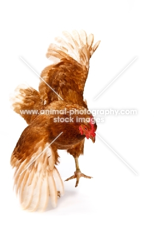 Rhode Island Red stretching its wings