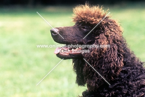 irish water spaniel, portrait