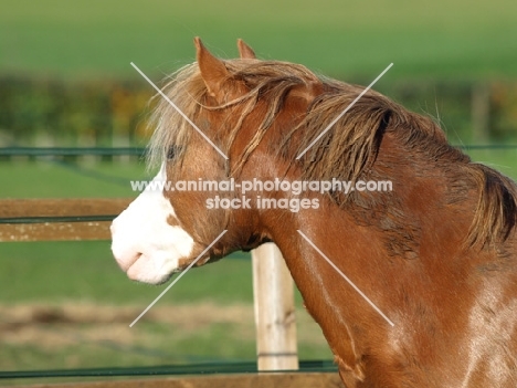 Welsh Mountain Pony (Section A) portrait