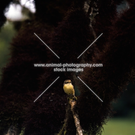 female vermilion fly catcher on branch, santa cruz island, galapagos islands