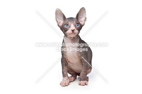 cute 7 week old Sphynx kitten