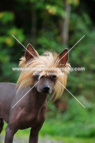 Chinese Crested Dog