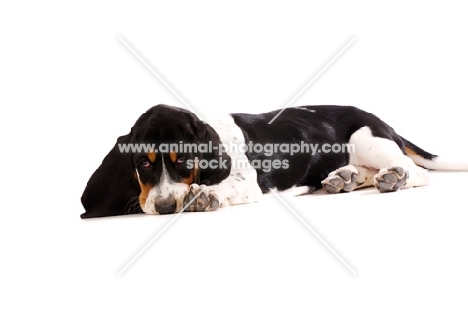 Basset Hound cross Spaniel puppy lying down isolated on a white background