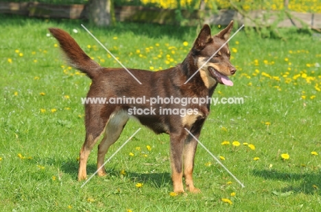 Australian Kelpie 