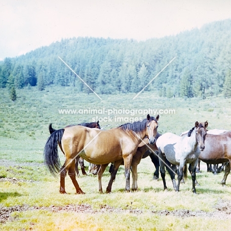 group of altai horses looking at camera, image has faded colour