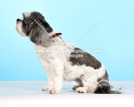 Shih Tzu on light blue background