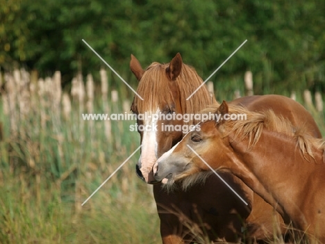 Welsh Cobs (section d) nuzzling