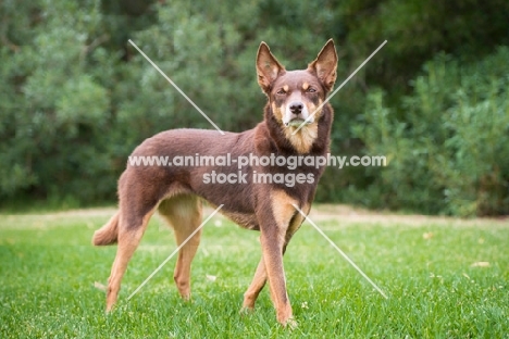 Kelpie standing on grass