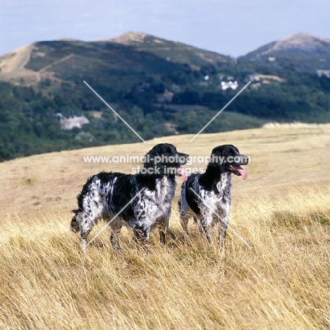 l, mitze of houndbrae , right, rheewall errydane magpie (maggie),  two large munsterlanders standing on dry landscape grass