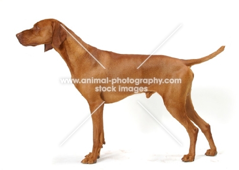 Australian Gr Champion Hungarian Vizsla on white background