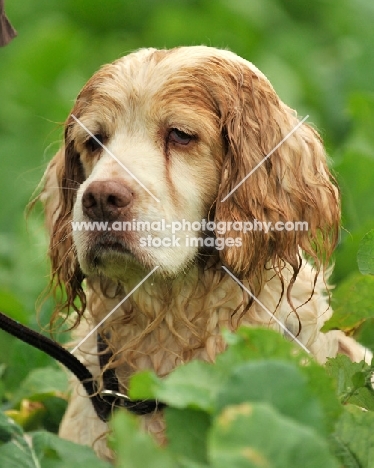 Clumber Spaniel portrait