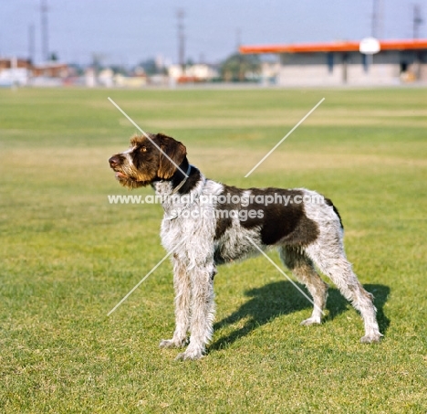 mex ch hexe von sohnheim, german wirehaired pointer standing in usa