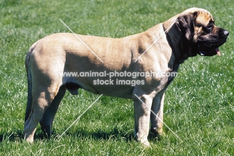 mastiff side view