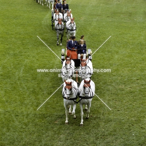 gyorgy bardos driving a team of lipizzaners at zug
