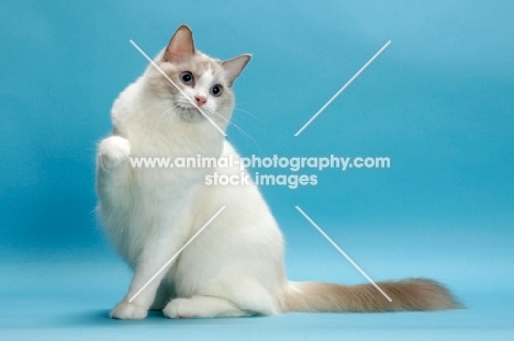 Blue Point Bi-Colour Ragdoll, one leg up