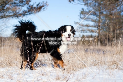 Bernese Mountain Dog walking through snowy clearing