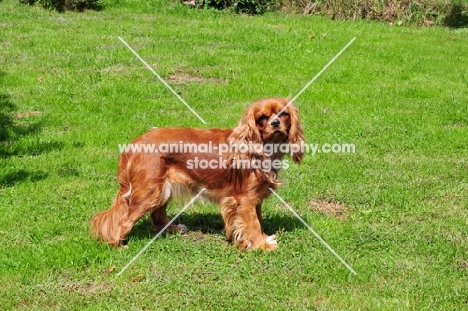 Cavalier King Charles Spaniel side view