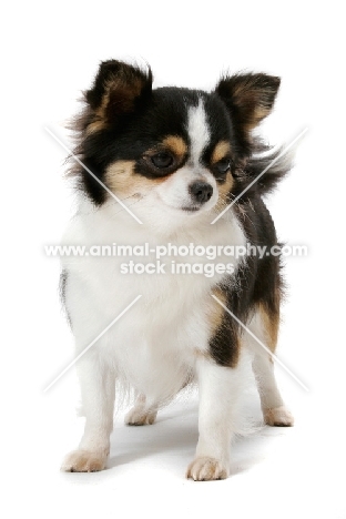 Champion Longhaired Chihuahua (tri-colour) in studio