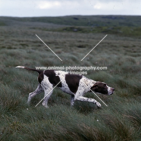  ch waghorn statesman, pointer on point in moorland