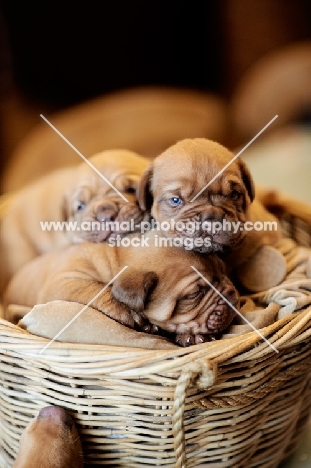 Dogue de Bordeaux puppies in a basket